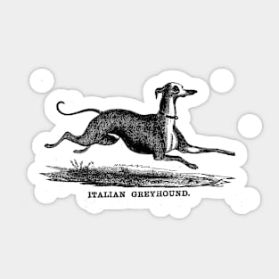 Italian greyhound Sticker